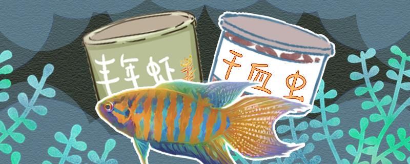 中國(guó)斗魚(yú)怎么養(yǎng)才長(zhǎng)得快 刀魚(yú)魚(yú)