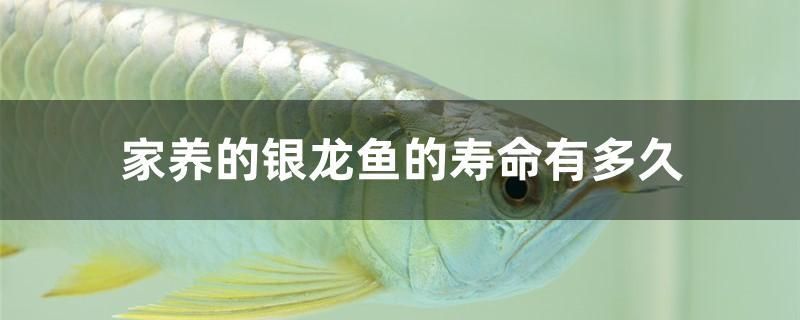 家養(yǎng)的銀龍魚(yú)的壽命有多久 水溫計(jì)