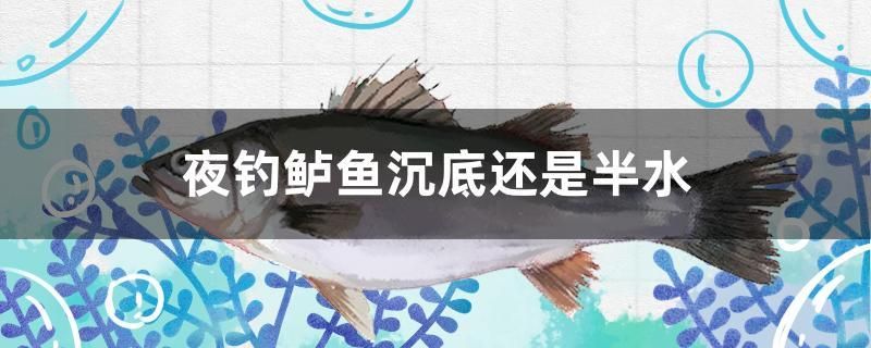 夜釣鱸魚沉底還是半水 金龍魚糧