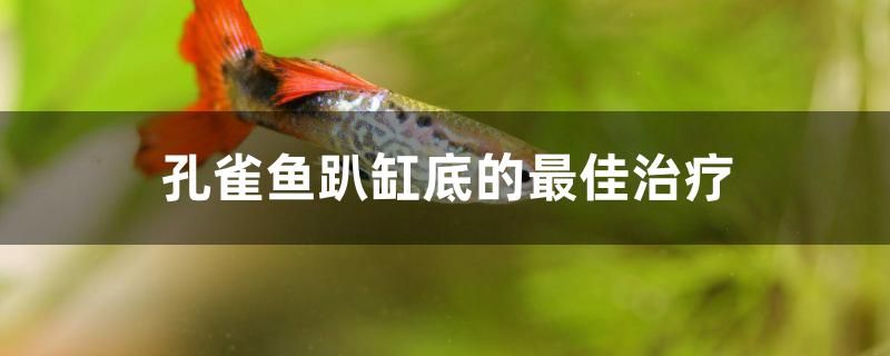 孔雀魚趴缸底的最佳治療是什么