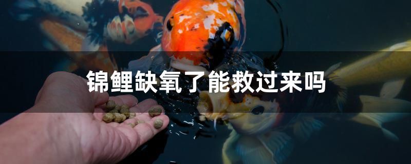 錦鯉缺氧了能救過來嗎 黃金眼鏡蛇雷龍魚