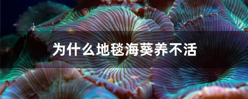 為什么地毯?？B(yǎng)不活