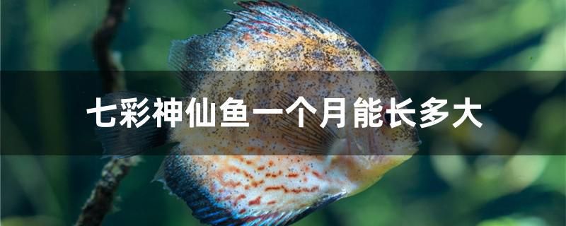 七彩神仙魚一個月能長多大