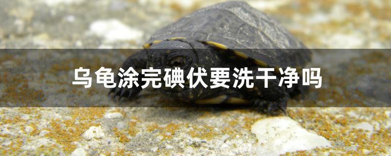 烏龜涂完碘伏要洗干凈嗎 祥龍傳奇品牌魚缸