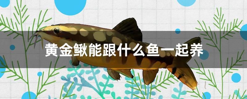 黃金鰍能跟什么魚一起養(yǎng) 大湖紅龍魚