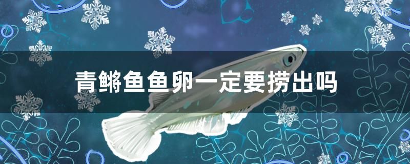 逗釣用什么魚竿好用什么魚鉤好 奈及利亞紅圓點狗頭 第2張