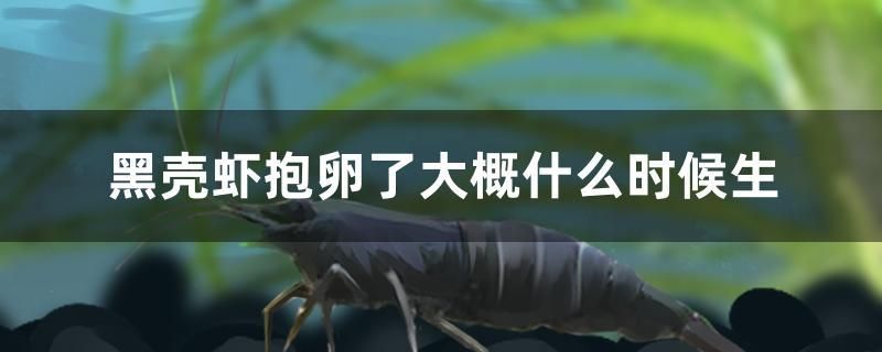 黑殼蝦抱卵了大概什么時候生 水族維護服務（上門）