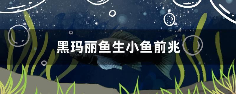 黑瑪麗魚(yú)生小魚(yú)前兆 過(guò)背金龍魚(yú)