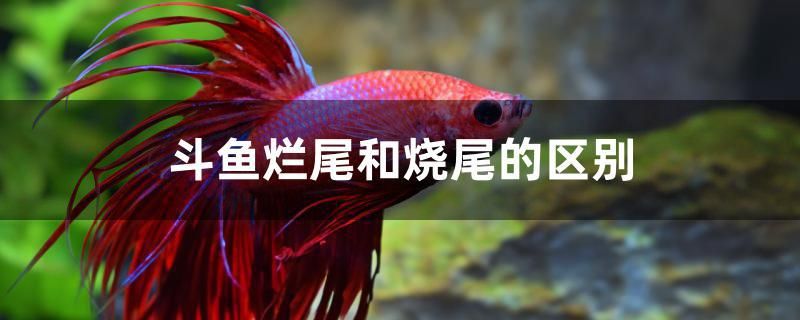 斗魚爛尾和燒尾的區(qū)別 海水魚（海水魚批發(fā)）