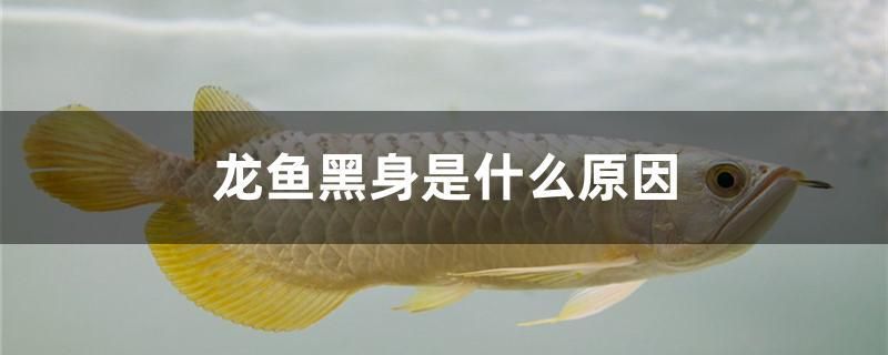 龍魚黑身是什么原因 觀賞龜/鱉飼料