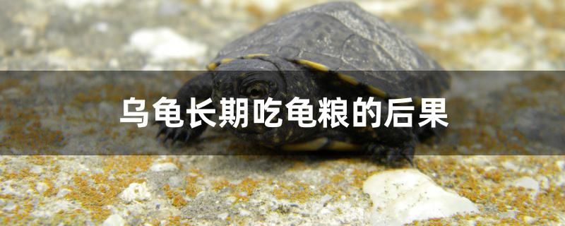 烏龜長(zhǎng)期吃龜糧的后果是什么 斑馬鴨嘴魚