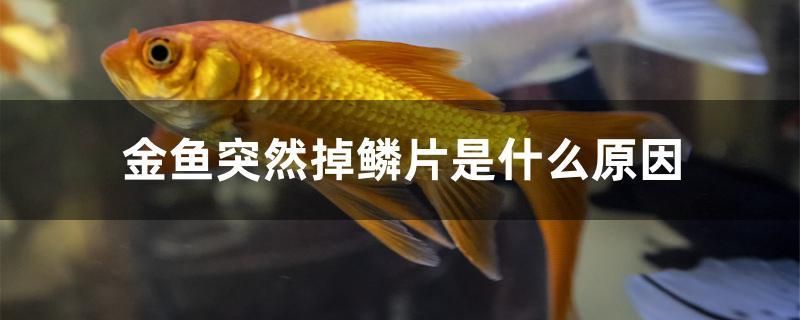 金魚突然掉鱗片是什么原因