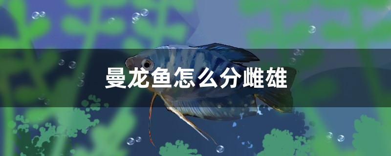 曼龍魚怎么分雌雄 祥龍進(jìn)口元寶鳳凰魚