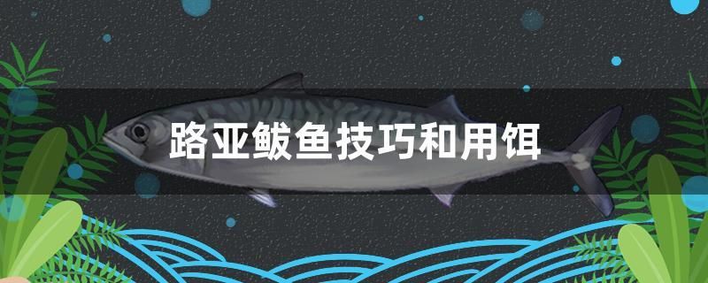 路亞鲅魚技巧和用餌