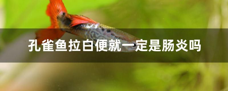 孔雀魚拉白便了就一定是腸炎嗎 青龍魚