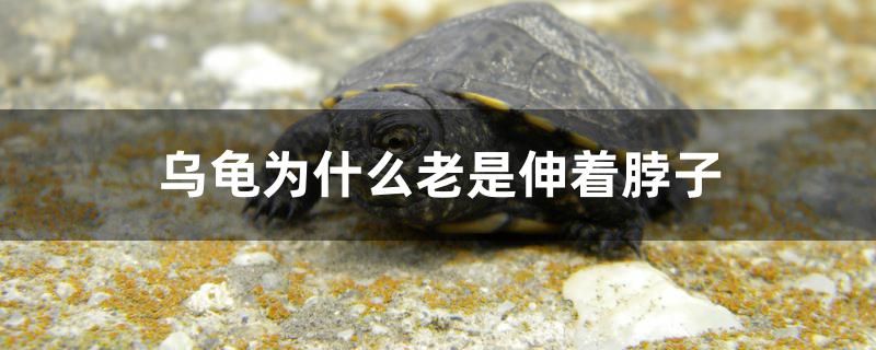 烏龜為什么老是伸著脖子 藍(lán)底過背金龍魚