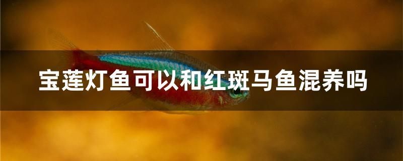 寶蓮燈魚可以和紅斑馬魚混養(yǎng)嗎 潛水艇魚