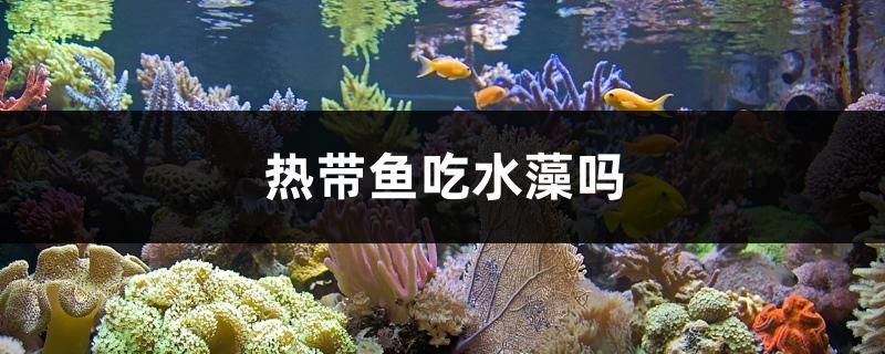 熱帶魚吃水藻嗎