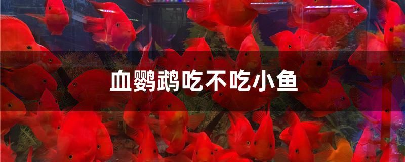 血鸚鵡吃不吃小魚