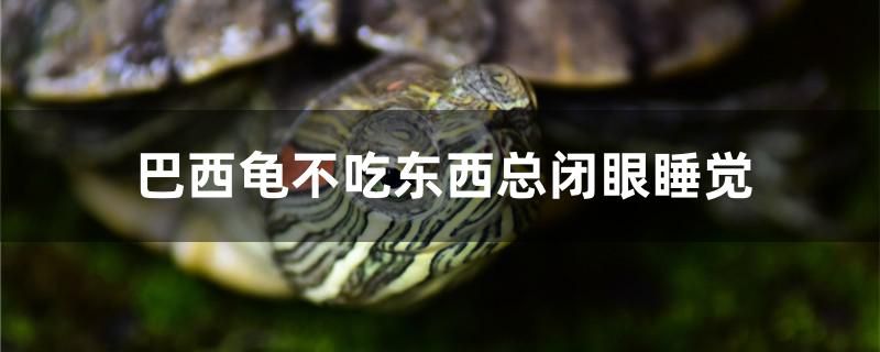 金龍魚翻身是怎么回事（農(nóng)村池塘有一種魚，被叫做“屎光皮”，過去） 肺魚 第2張