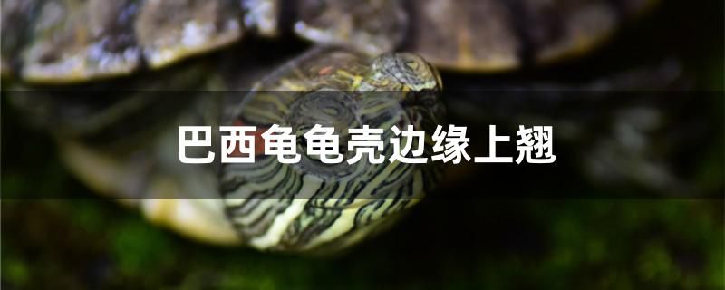 巴西龜龜殼邊緣上翹怎么辦 黃金達摩魚