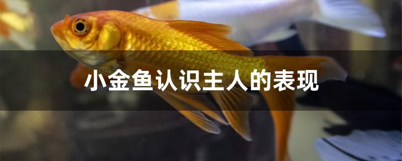 小金魚認(rèn)識主人的表現(xiàn)是什么 貓貓