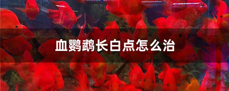 魚缸過濾槽怎么發(fā)揮最大作用（魚缸最經(jīng)濟最強的過濾） 三間鼠魚苗 第1張