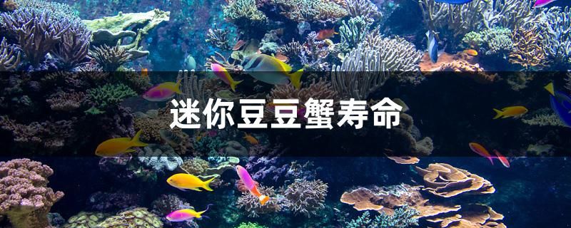 迷你豆豆蟹壽命 水族周邊