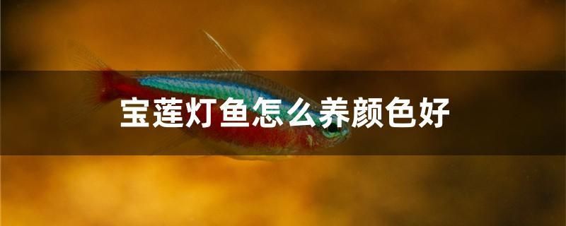 魚缸過濾槽怎么發(fā)揮最大作用（魚缸最經(jīng)濟最強的過濾） 三間鼠魚苗 第2張