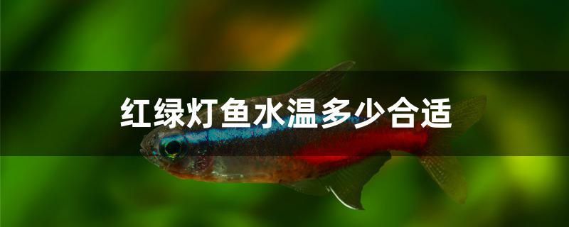 紅綠燈魚水溫多少合適 黃金招財貓魚