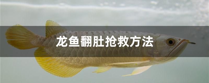 龍魚(yú)翻肚搶救方法是什么 iwish愛(ài)唯希品牌魚(yú)缸