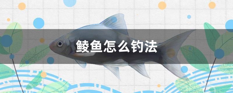 鯪魚怎么釣法