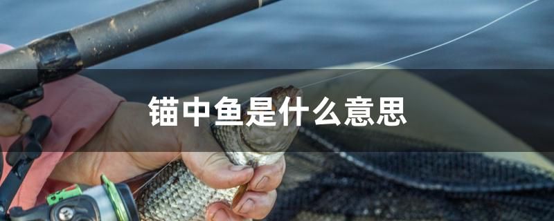 錨中魚(yú)是什么意思