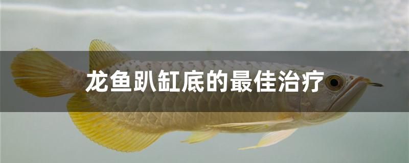 龍魚趴缸底的最佳治療方法是什么 白化火箭