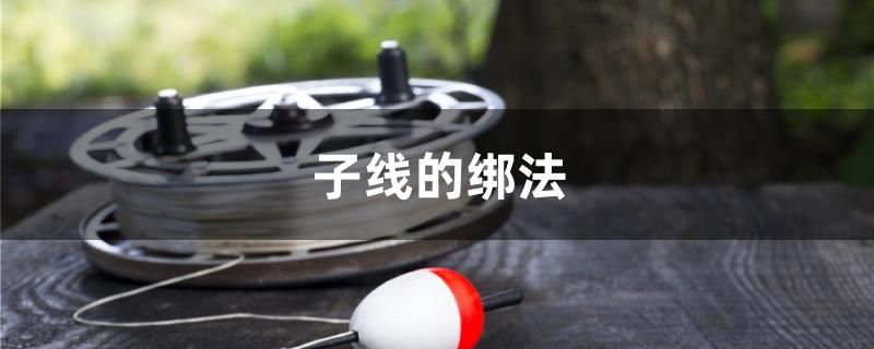 子線的綁法 白子銀龍苗（黃化銀龍苗）