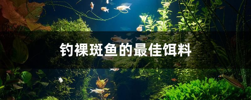 釣裸斑魚的最佳餌料