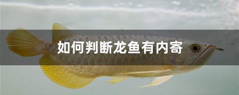 如何判斷龍魚有內(nèi)寄 錦鯉魚百科