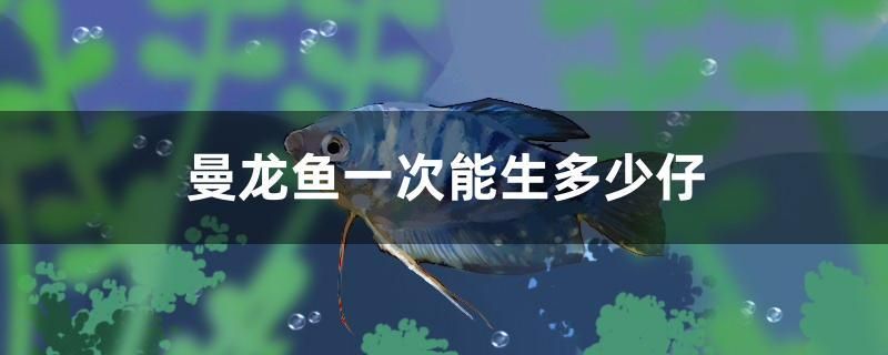 曼龍魚一次能生多少仔 和尚魚