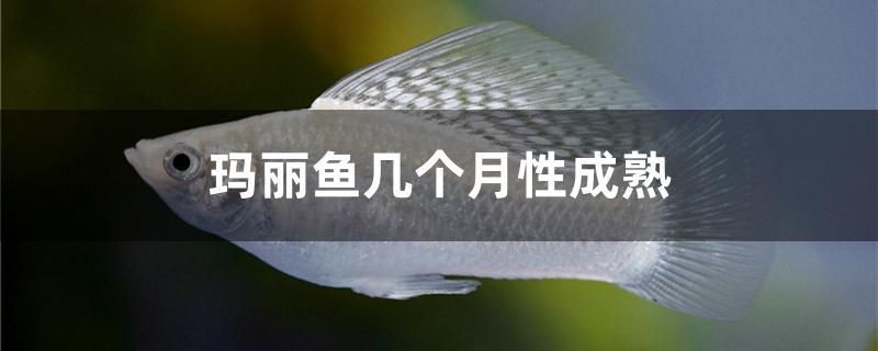 瑪麗魚幾個月性成熟 紅眼黃化幽靈火箭魚|皇家火箭魚