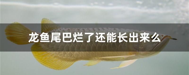 龍魚尾巴爛了還能長(zhǎng)出來么