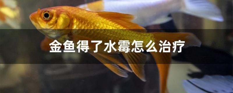 金魚得了水霉怎么治療 水族主題相關(guān)