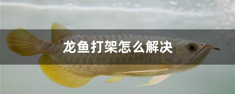 龍魚打架怎么解決 黃金斑馬魚