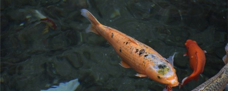 養(yǎng)魚的水曬三個(gè)小時(shí)能用嗎養(yǎng)魚的水有哪些要求 黃寬帶蝴蝶魚