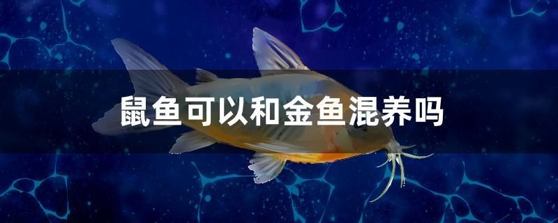 鼠魚(yú)可以和金魚(yú)混養(yǎng)嗎 鴨嘴鯊魚(yú)