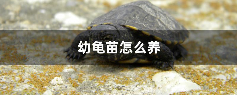 幼龜苗怎么養(yǎng) 皇冠黑白魟魚