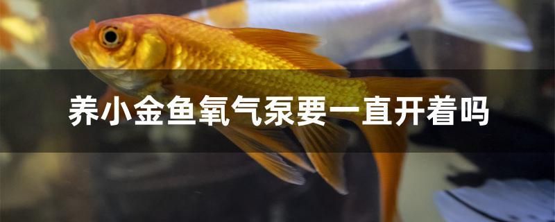 養(yǎng)小金魚氧氣泵要一直開著嗎