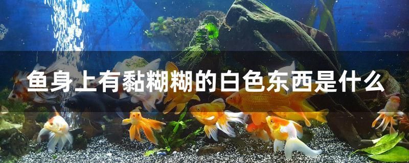 魚身上有黏糊糊的白色東西是什么