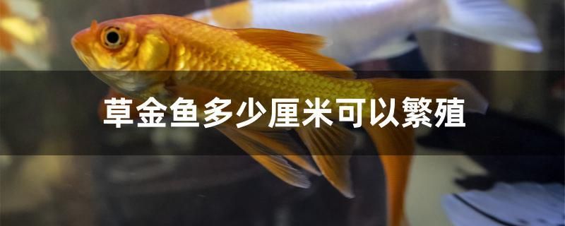 草金魚多少厘米可以繁殖 高背金龍魚