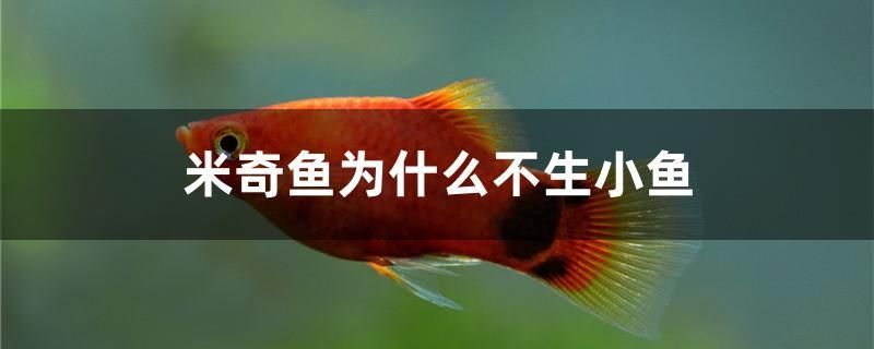 米奇魚(yú)為什么不生小魚(yú)