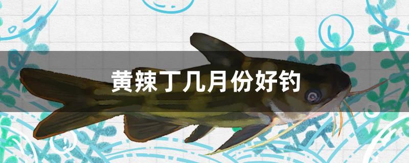 龍魚虎魚混養(yǎng)搭配的寓意和象征是什么（龍魚混養(yǎng)搭配什么魚最好） 白子黃化銀龍魚 第1張